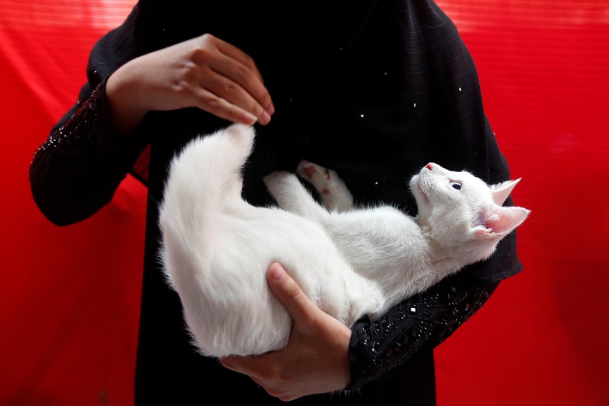 A girl holds her cat before the start of a march to commemorate World Animal Day in Karachi, Pakistan.