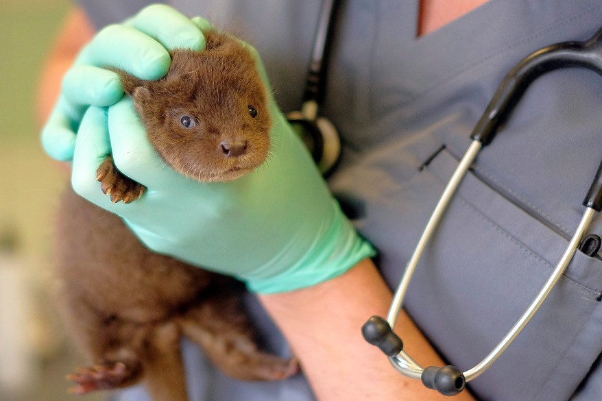 Veterinarian Radoslaw Fedaczynski holds a tiny otter in the Rehabilitation Centre of the Protected Animals in Przemysl, Poland.