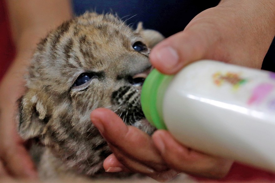 A zoo worker feeds milk to a tiger cub at the Sriracha Tiger Zoo, in Chonburi, Thailand.