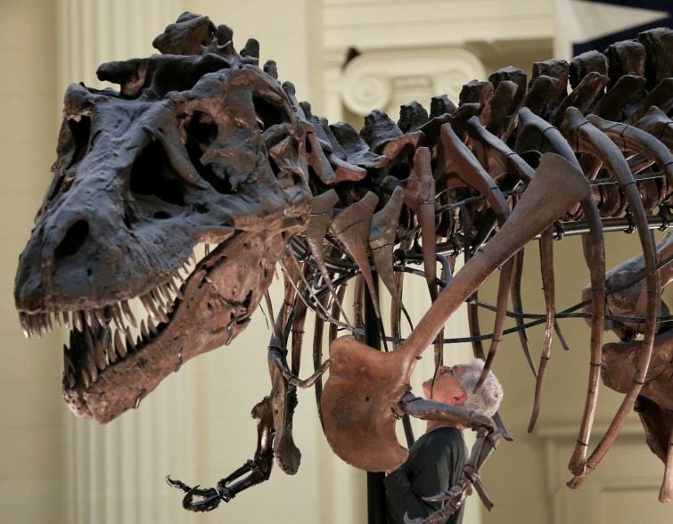 Bill Simpson looks inside a fossil of a Tyrannosaurus rex known as "Sue, before removing its forelimb to be used for research at the Field Museum in Chicago.