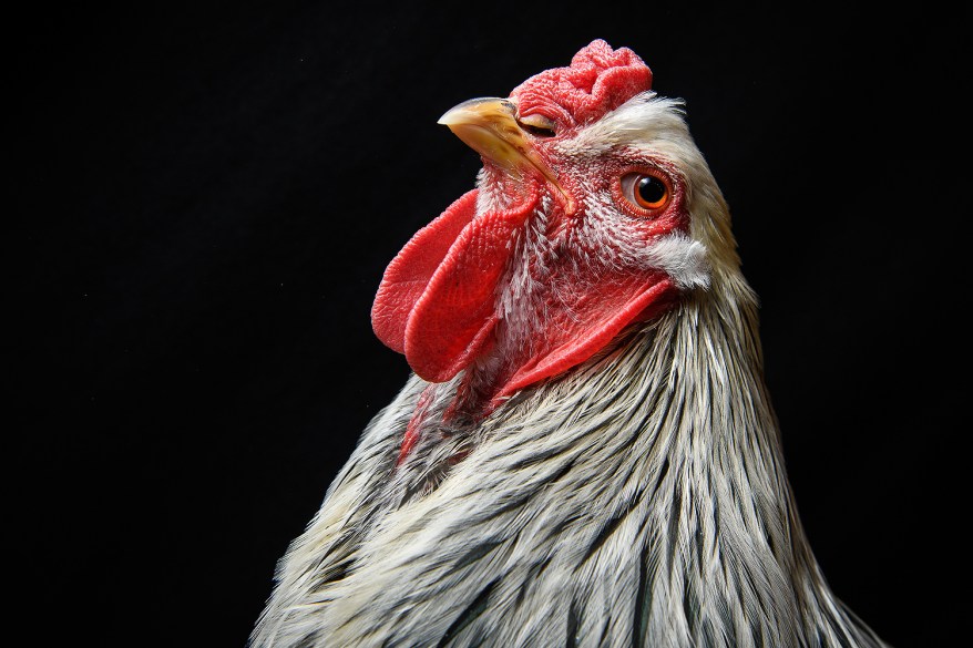 A Brahma is seen at the National Poultry Show in Telford, England.