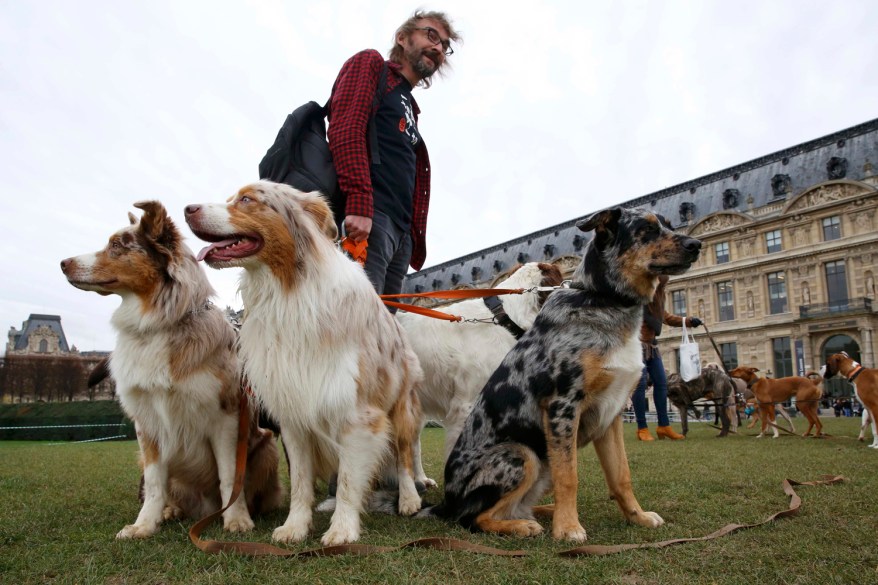 A dog walker tends to his Australian shepherds near the Louvre in Paris.