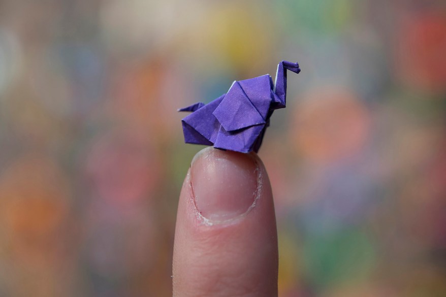 The Bronx Zoo in NYC has smashed a world record for the largest display of origami elephants, with a total of 78,564 paper pachyderms produced.