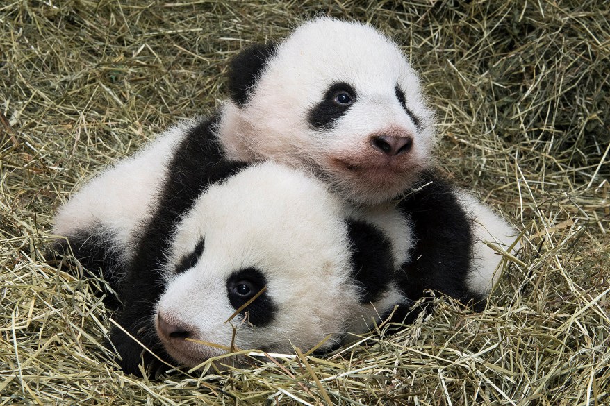 Panda twin cubs Fu Feng and Fu Ban cuddle in a Vienna zoo.