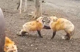 Screaming foxes battle it out in Japan