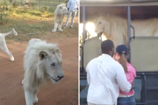 Majestic white lion climbs into a car full of students