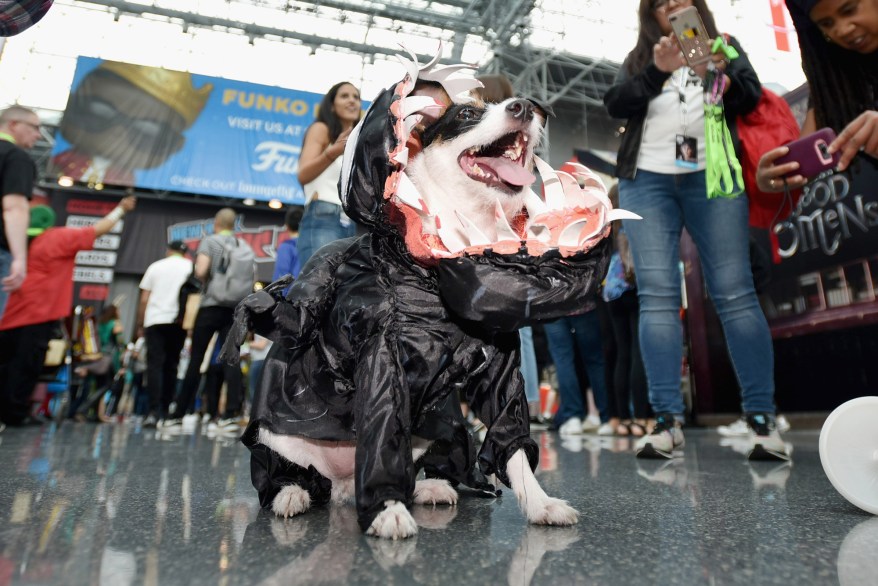 A dog cosplays as Venom.