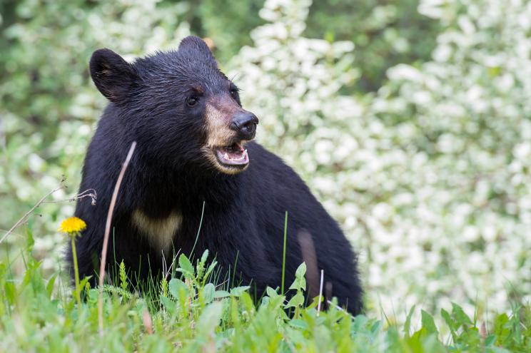 A black bear