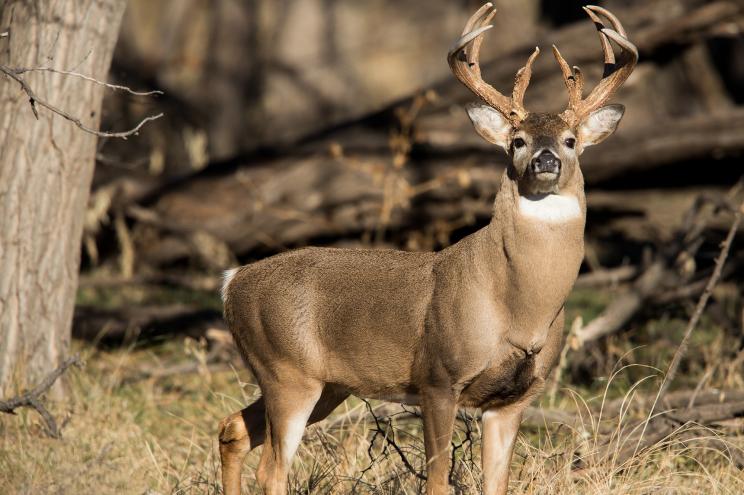 A buck deer