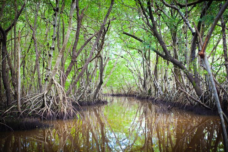 The Everglades in Florida