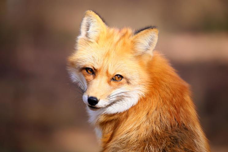 Fox