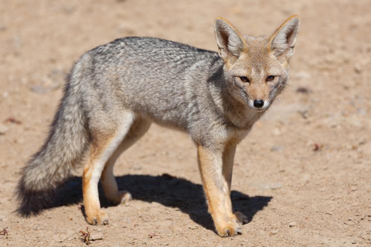 A gray fox