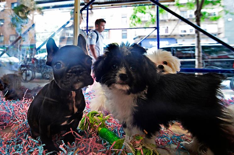 Puppies inside the former Chelsea Kennel Club in Manhattan