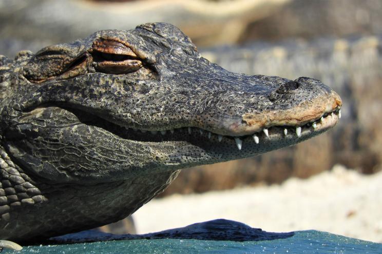 An alligator