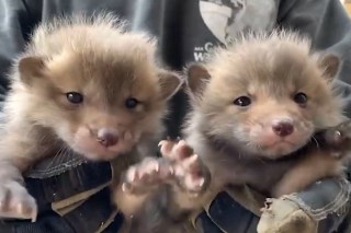 Adorable fox cubs rescued from underneath a house