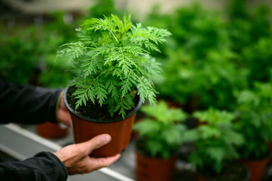 Young Artemisia annua plants