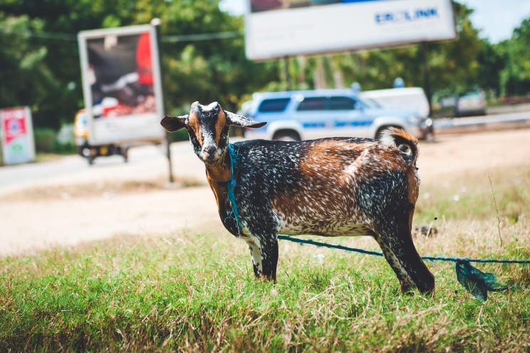 Dar es Salaam, Tanzania - 6 September 2012: A goat is standing on the side of the one of main roads tied the a pole. Grazing at some vehicles drive past.