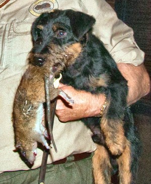 Rommel, a Jagdterrier owned by Richard Reynolds