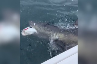 Family in shock after shark steals freshly caught fish