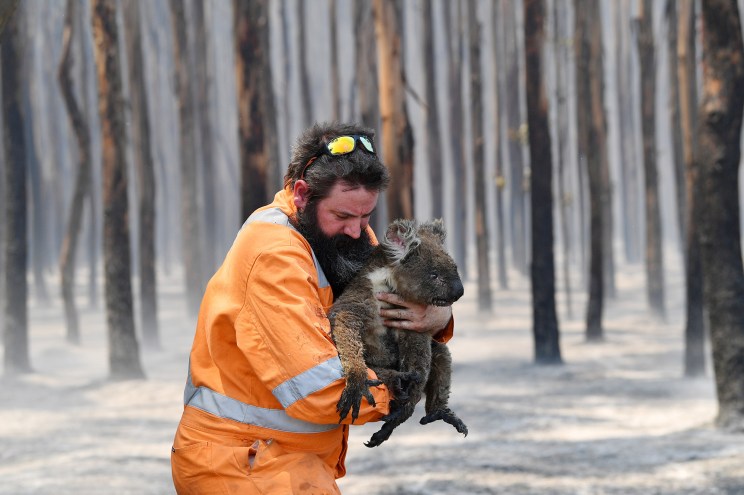 Adelaide wildlife rescuer Simon Adamczyk is seen with a koala rescued at a burning forest near Cape Borda on Kangaroo Island
