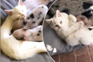 Piglets try to suckle from kitten in cute video