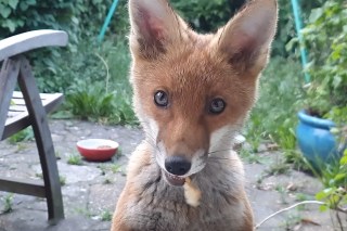 Feisty foxes cheer up lonely guy in quarantine