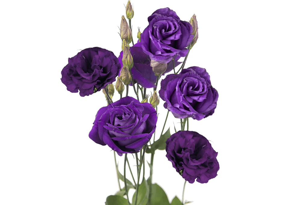 Purple flowers 