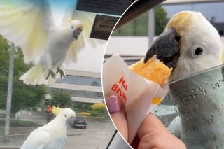 Cockatoos swarm woman for her McDonald’s hash brown