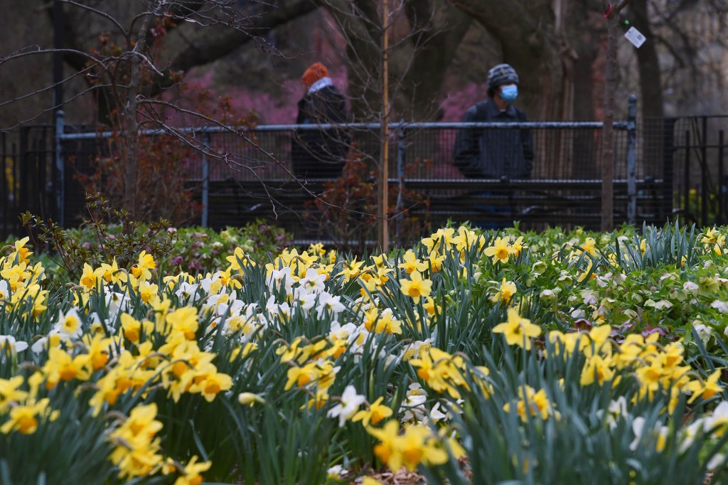 Daffodils in bloom in Tompkins Square Park in the East Village.