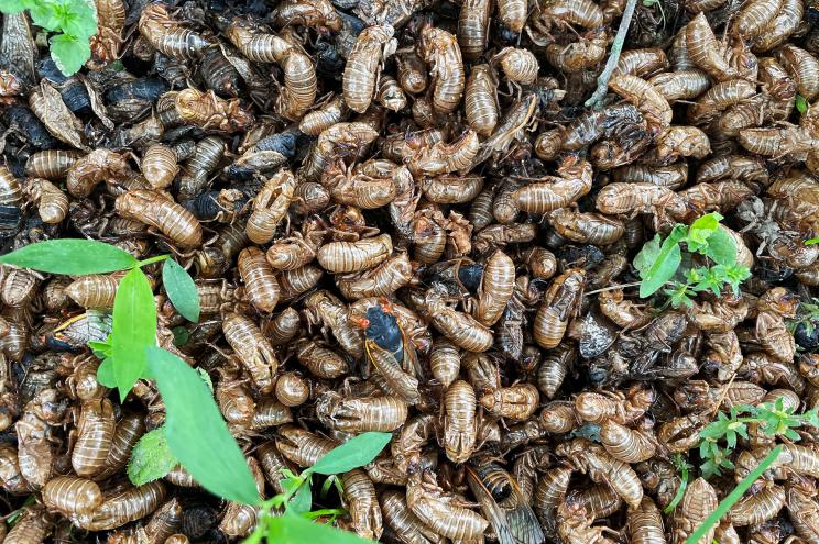 A Brood X cicada crawls amid a pile of cicada husks at the base of a tree in Princeton, New Jersey