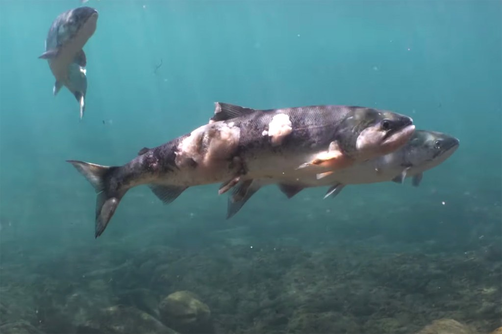 Don Sampson of the Northwest Tribal Salmon Alliance says there's a "salmon crisis."