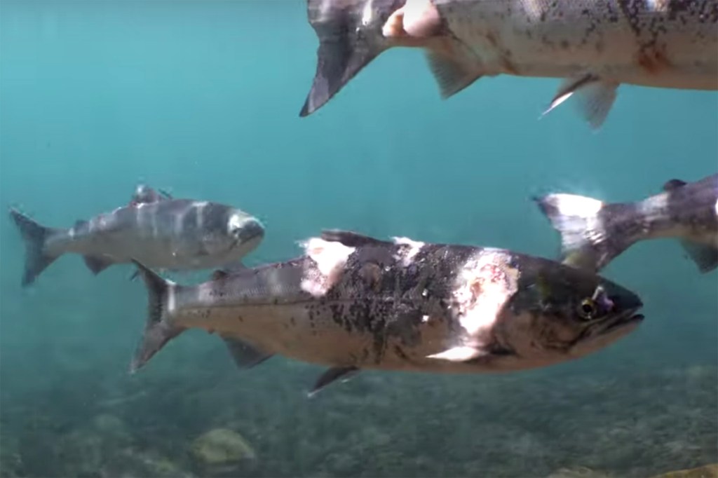Sockeye salmon were exposed to hot water conditions in the Columbia River.