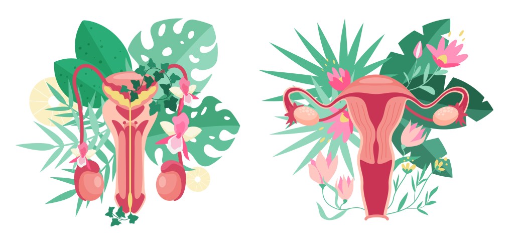 Anatomy diagram of male and female reproductive systems decorated with cartoon flowers and plants