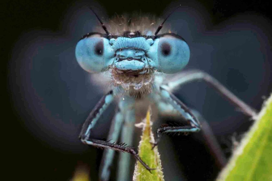 A bug's life: Miniature monsters captured up close and personal in photographer's backyard