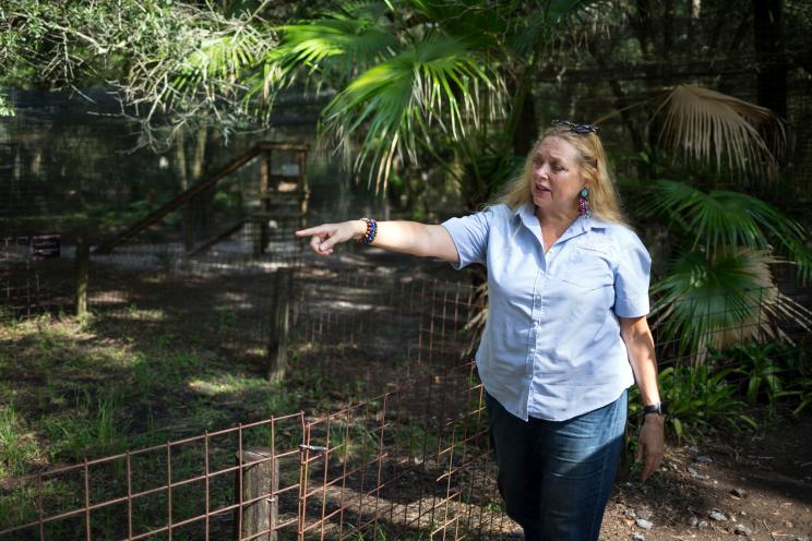 Carole Baskin, founder of Big Cat Rescue, walks the property near Tampa, Fla. A detective in Florida investigating the disappearance of the former husband of Baskin said Thursday, Nov. 18, 2021, that the “Tiger King" star had three times refused requests for interviews, and that the probe was ongoing.