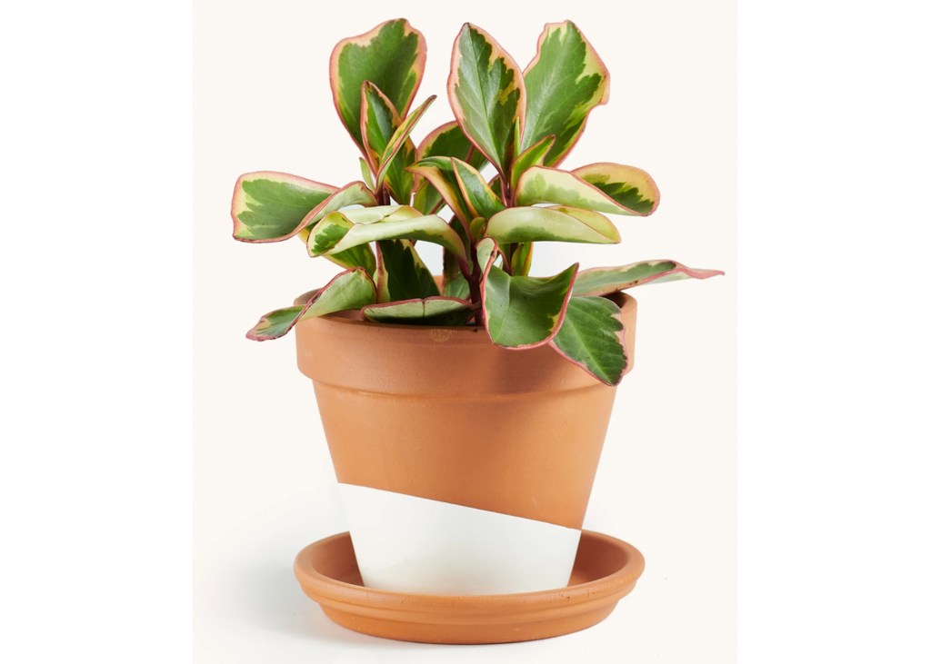 Horti Peperomia Pink Indoor House Plant