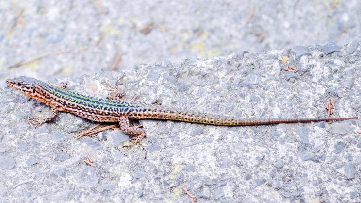 The Ibiza wall lizard may become extinct by 2030 if its invasive predatory isn't fully killed off.