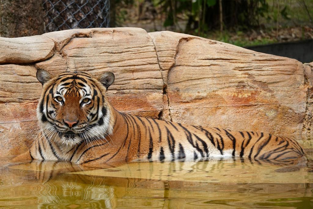 Eko, a Malayan tiger at the Naples Zoo, was killed after he bit a maintenance worker on Dec. 29, 2021.