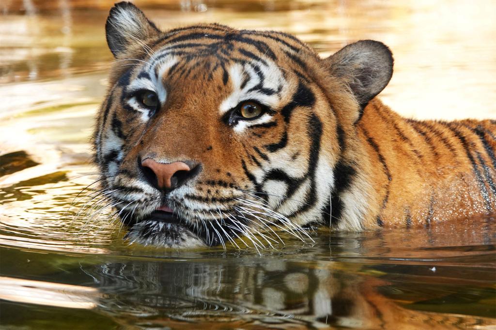 Eko was an 8-year-old Malayan tiger, who arrived at Naples Zoo in 2019.