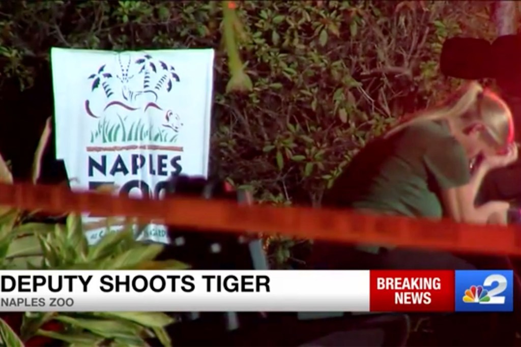 The worker tried to pet or feed Eko when the tiger grabbed his arm at Naples Zoo, according to police.