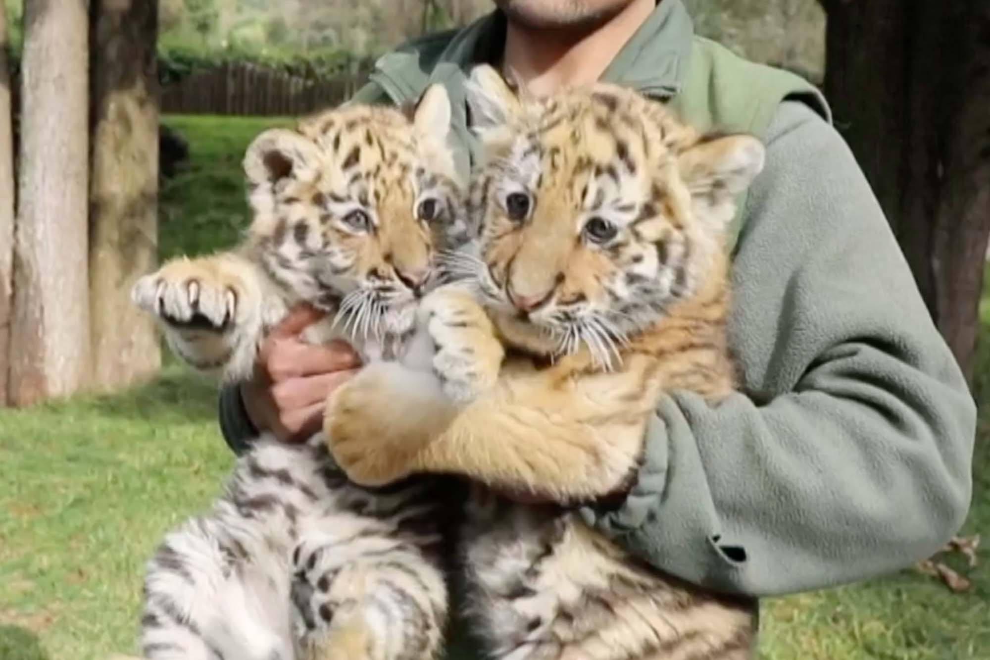 Twin Siberian tiger cubs make their adorable debut