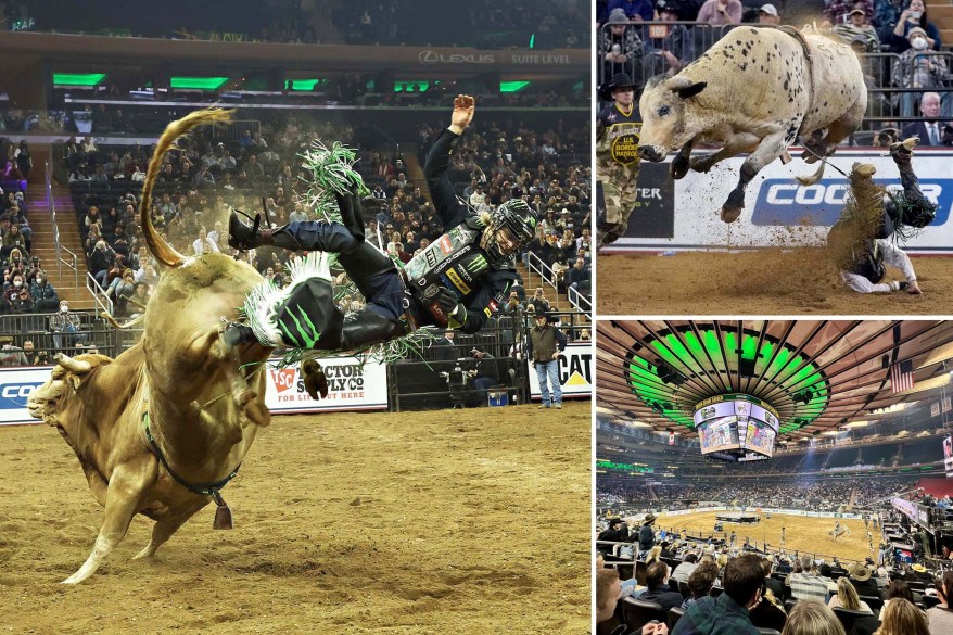 Professional bull riders return to Madison Square Garden