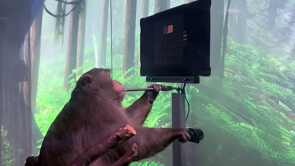 Neuralink monkey