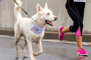 A white fluffy dog running a race