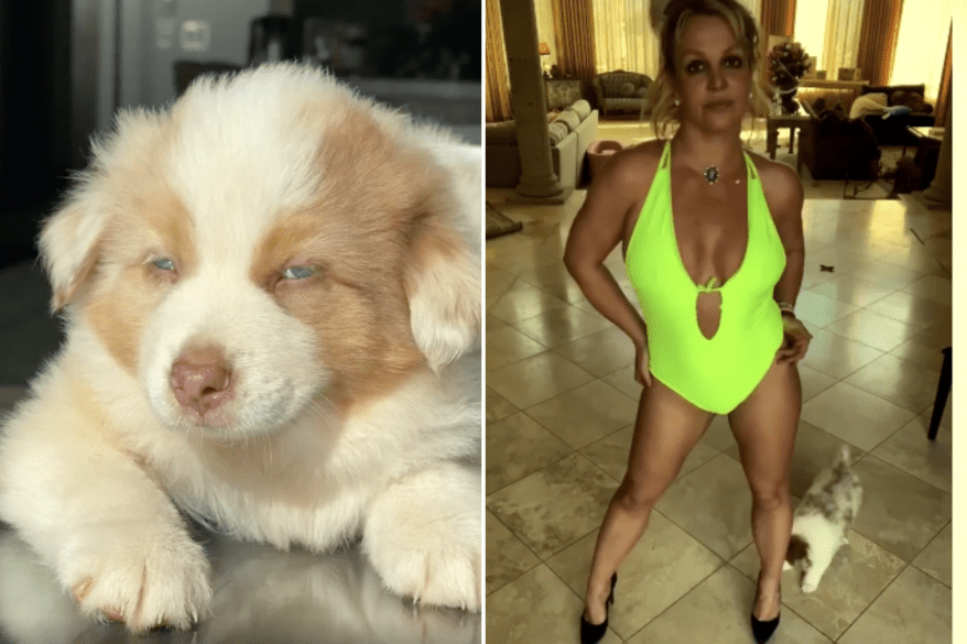 Split-screen of Australian Shepherd puppy and Britney Spears standing with dog