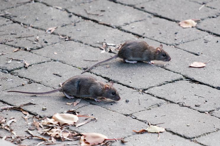 Rats have been found to be both kind and empathetic.