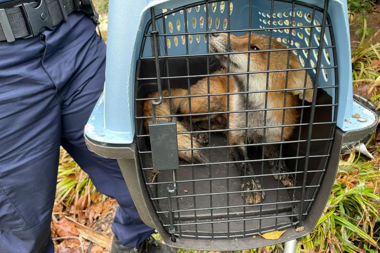 a fox looks out from a cage after being captured on the grounds of the U.S. Capitol on Tuesday, April 5, 2022.