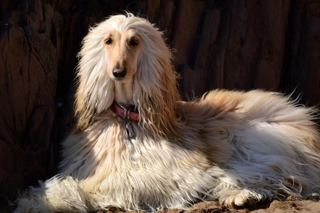 Afghan Hound at rest on seaside beach. 