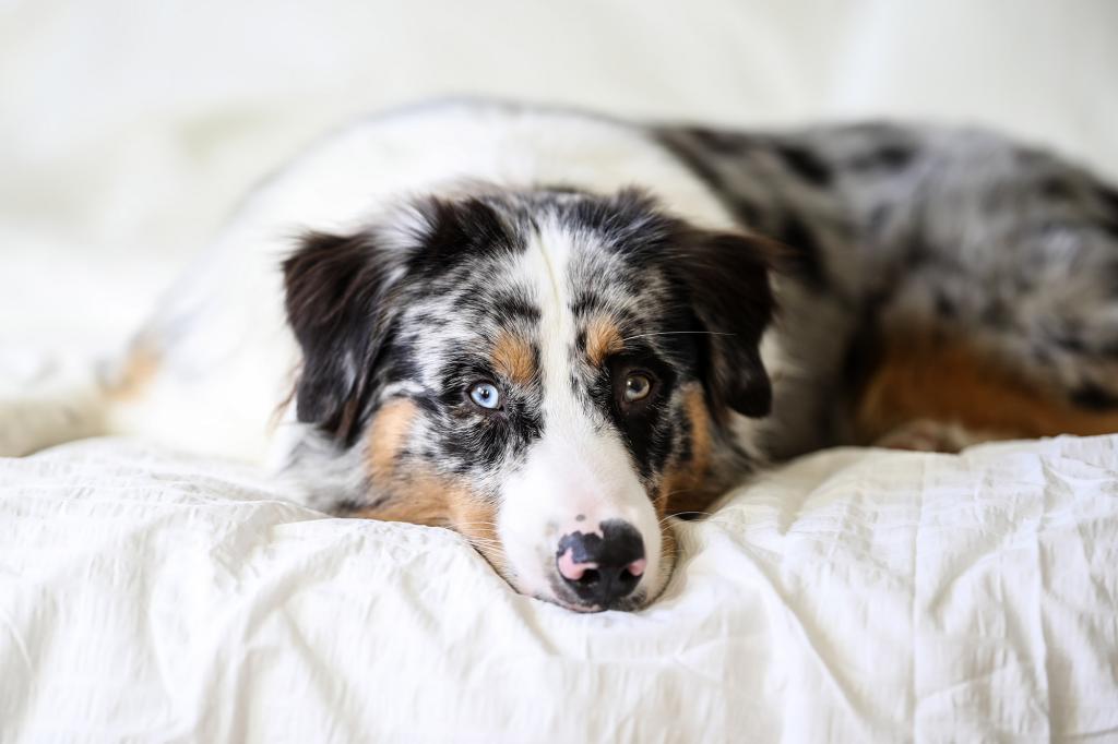 A portrait of a blue merle Australian Shepherd dog, lying on a bed and white bedding.