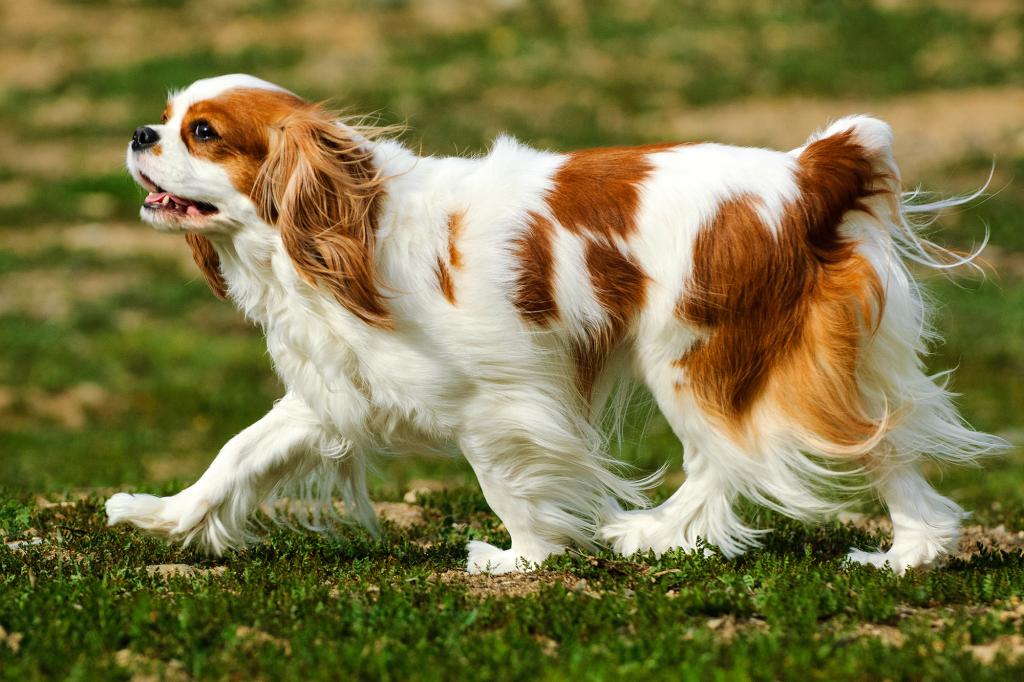 Cavalier King Charles Spaniel Standing On Grass.